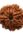 8 mukhi rudraksha