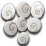 गोमती चक्र के टोटके लाभ दायक फायदे | गोमती चक्र उपाय gomati-chakra-laabh-or-upay