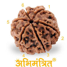 The 6 Mukhi Rudraksha, sized at 14X16 mm