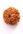 7 mukhi rudraksha