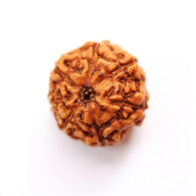 7 mukhi rudraksha