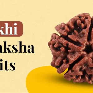 5 Mukhi Rudraksha, Five Face Rudraksha, Size 14X17 mm