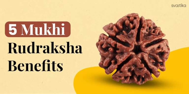 5 Mukhi Rudraksha, Five Face Rudraksha, Size 14X17 mm