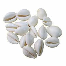 Set of 11 Abhimantrit Safed Kaudi shells.Natural white kauri shells ritually blessed for purity.
Ideal for rituals, prayers, and meditation.
Attract abundance and positivity.
Enhance spiritual potency.
Use individually or in sacred arrangements.
Connect with higher realms.
Carry for protection and prosperity.
Infuse space with purity and grace.
Experience transformative energy.