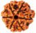 The 6 Mukhi Rudraksha, measuring 14X16 mm, is a sacred bead revered in Hinduism. Each of its six faces represents a deity or aspect of divinity. Associated with Lord Kartikeya, it is believed to enhance willpower, focus, and mental clarity.