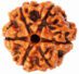 The 6 Mukhi Rudraksha, measuring 14X16 mm, is a sacred bead revered in Hinduism. Each of its six faces represents a deity or aspect of divinity. Associated with Lord Kartikeya, it is believed to enhance willpower, focus, and mental clarity.