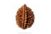 "2 Mukhi Rudraksha: Harmony and Unity (21X17 mm)"