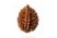 "2 Mukhi Rudraksha: Harmony and Unity (21X17 mm)"