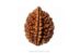 "2 Mukhi Rudraksha: Harmony and Unity (21X17 mm)"