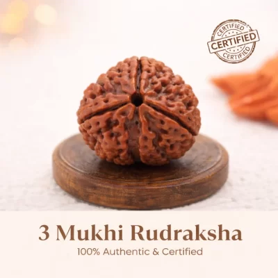 3 mukhi rudraksha