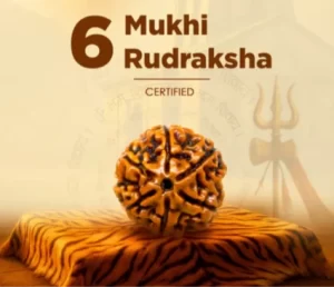 6 mukhi rudraksha