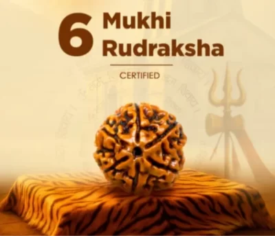 6 mukhi rudraksha