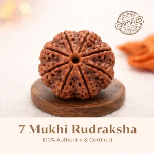 7 mukhi rudraksha